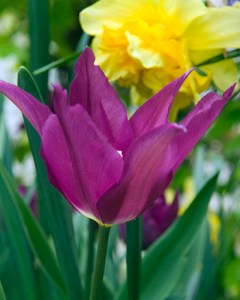 purple dream7